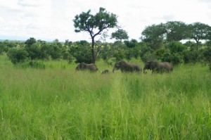 Elefantenfamilie in Mikumi