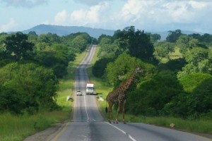 Giraffe in Mikumi