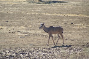 letzte Schritte eines jungen Kudu-Bocks