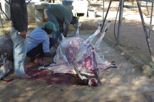 gar nicht so blutig - Oryx ohne Haut