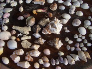 Muschelbeute