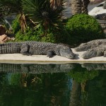 Kinderausflug zr Krokodilfarm im Djerba-Expo-Gelände