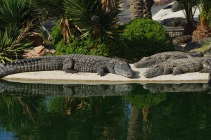Kinderausflug zr Krokodilfarm im Djerba-Expo-Gelände