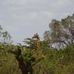 unbeeindruckt davon schleichende Giraffe