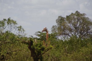 unbeeindruckt davon schleichende Giraffe