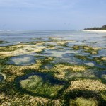 Küste am Tiwi Beach