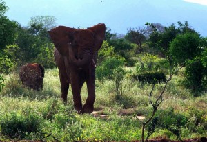 nix wie Weg Elefantenkuh naht